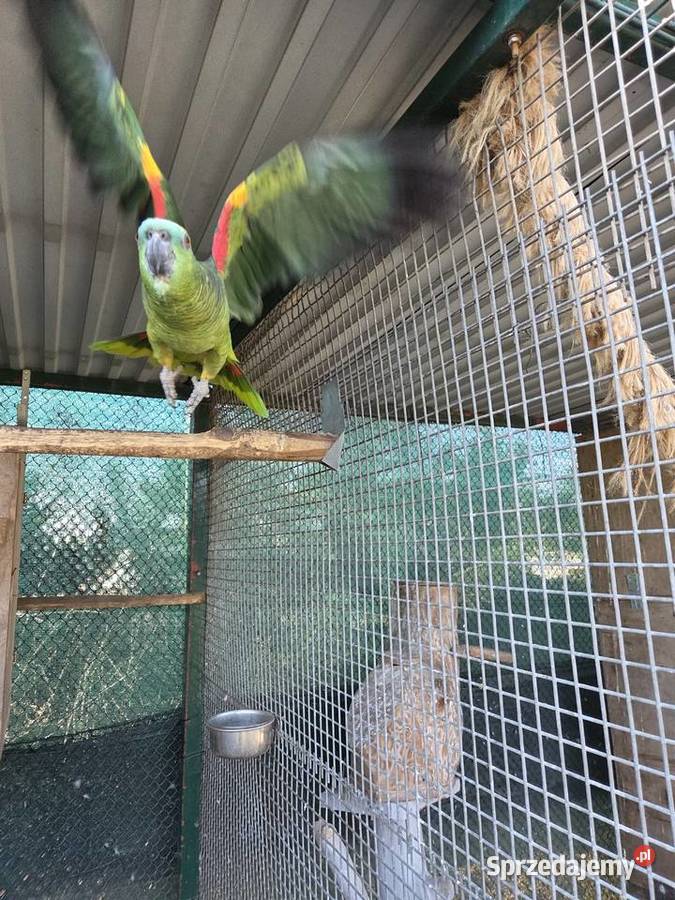 Amazonka Niebieskoczelna Samiec Ostrów Wielkopolski