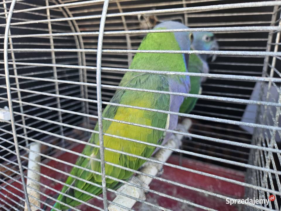 Aleksandretty chinskie Cianowice