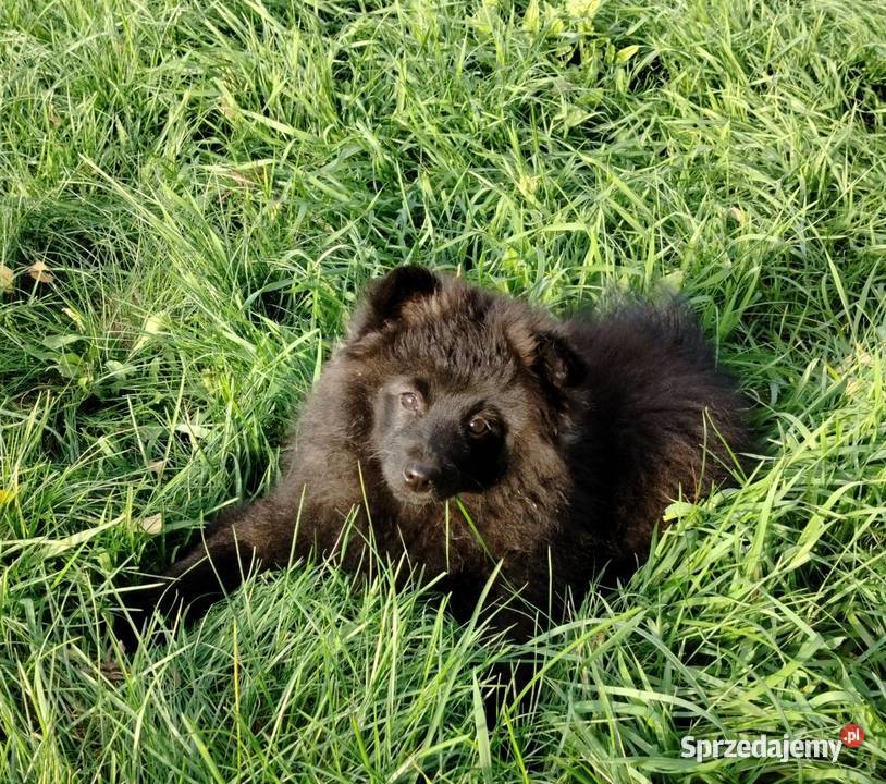 Szpic średni klasyczny szczenie suczka Puszcza Mariańska sprzedam