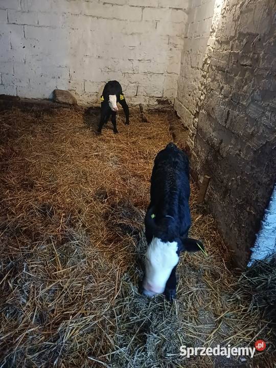 Sprzedam Byczka mazowieckie Szwelice