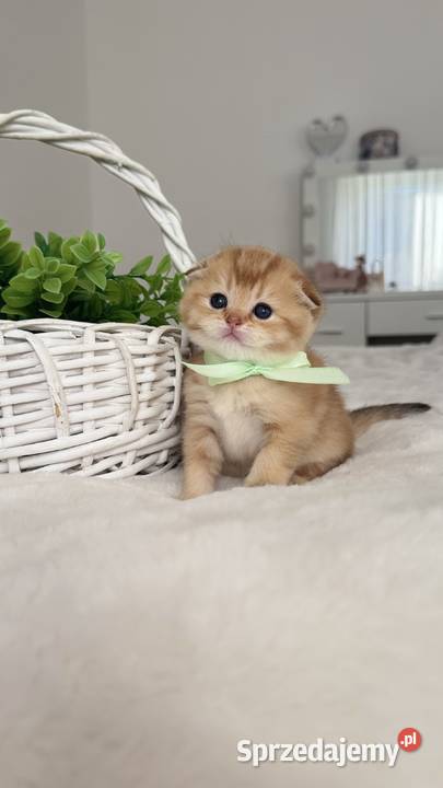 Kotek szkocki złoty Scottish fold Do rezerwacji Wrocław