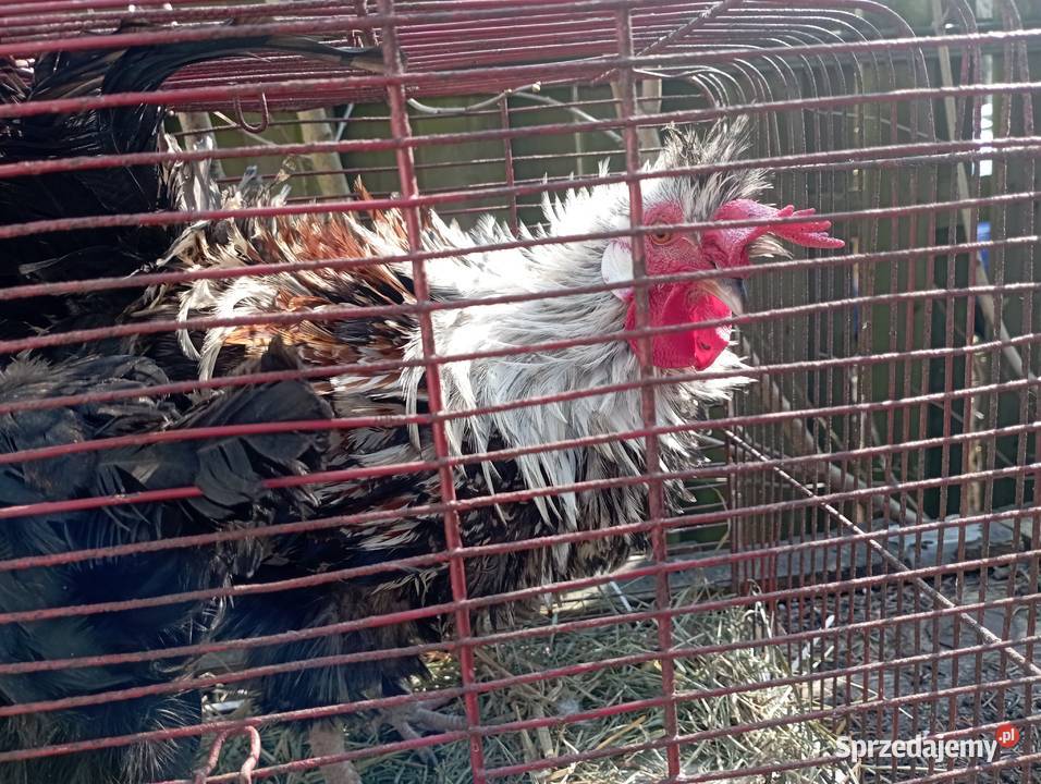 Kurki ozdobne Para Kogut lokowany z kurką Pozostałe Tuszyn