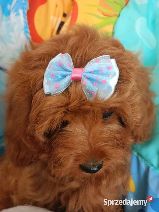 Cavapoo f1b Miechów