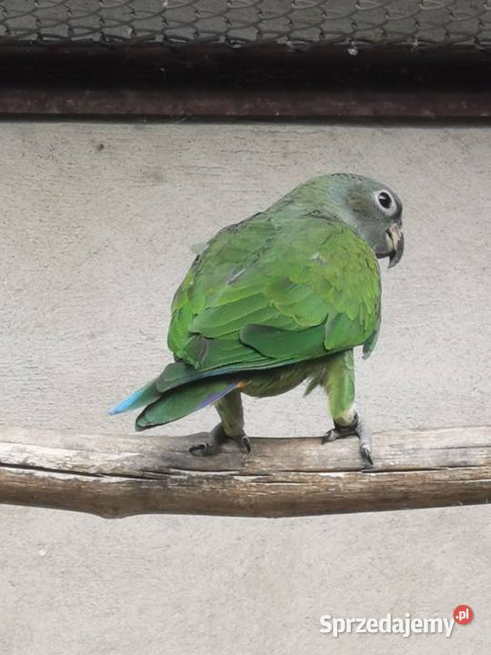 Piony niebieskogłowe z 2025r kujawsko-pomorskie Rypin sprzedam