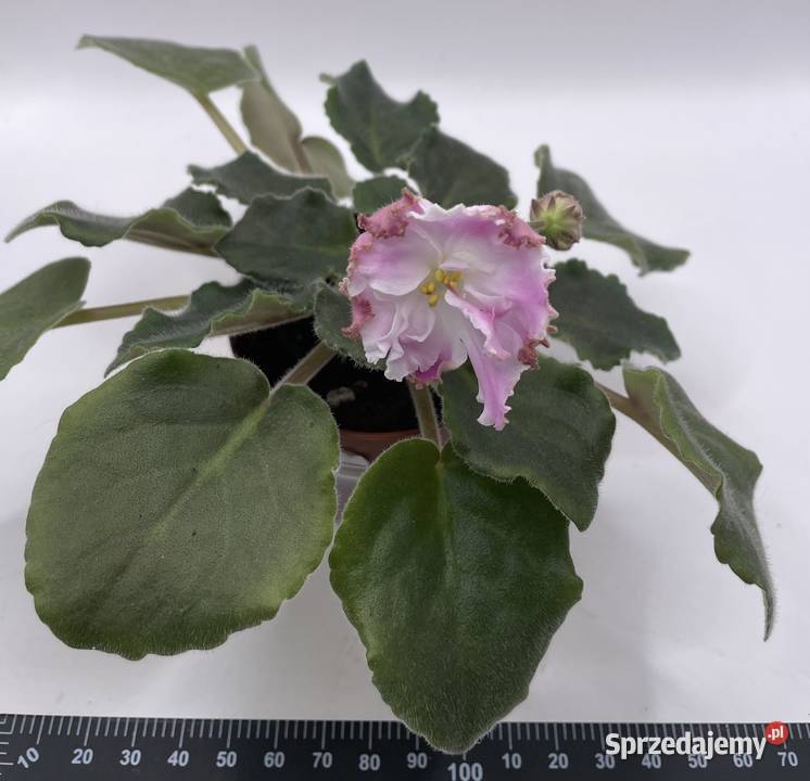 Fiołek afrykański kwitnąca sadzonka LEPrazdnik Jędrzejów