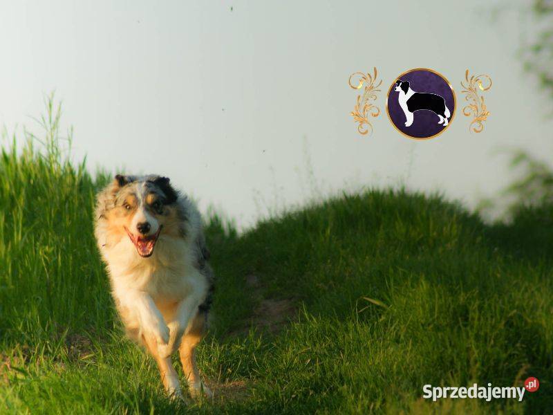 Border Collie Kermit ŻABA Piękne pochodzenie FCI podkarpackie Jasienica Rosielna