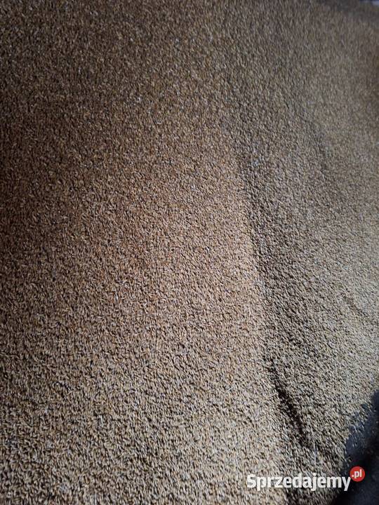 Sprzedam jeczmień jary