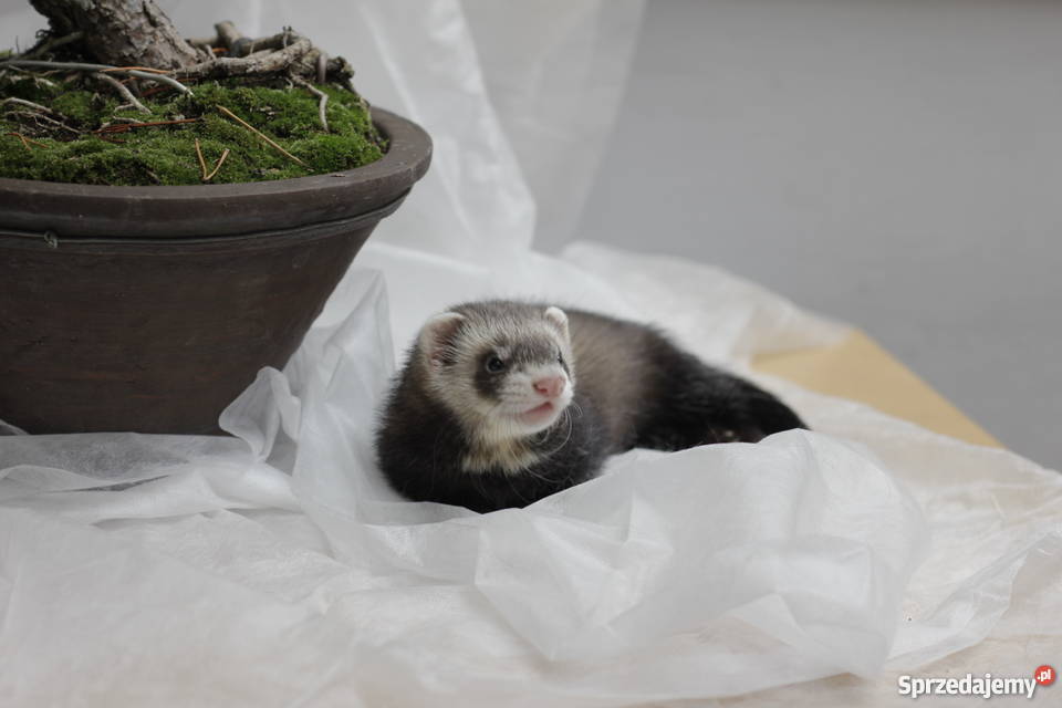 Tchórzofretka 3 miesięczna Piękna samiczka Wrocław