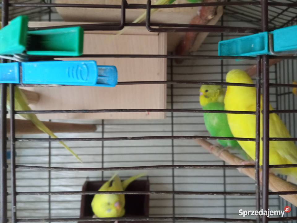 Papużki faliste dwumiesięczne i starsze sprzedam Kraków sprzedam