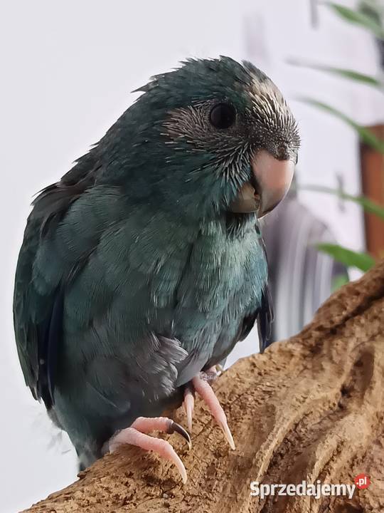 Papuga ręcznie karmiona oswojona