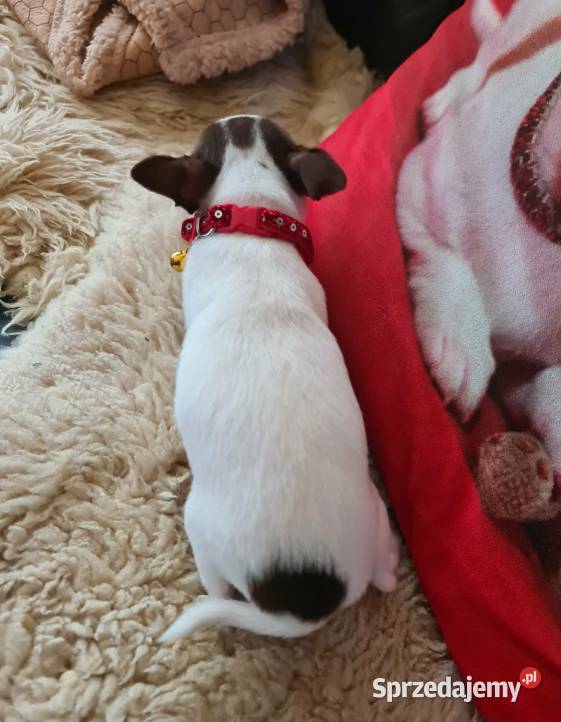 Śliczny piesek Chihuahua biało czekoladowy Częstochowa sprzedam
