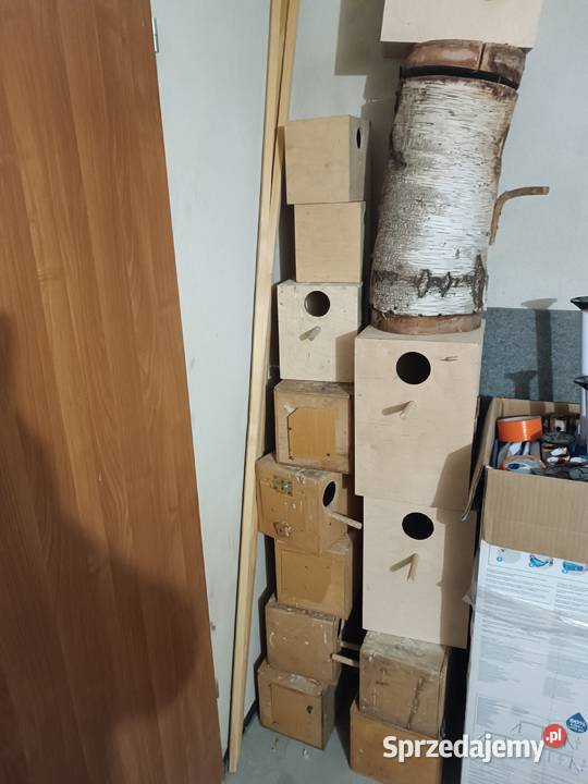 Papugi śląskie Orzesze