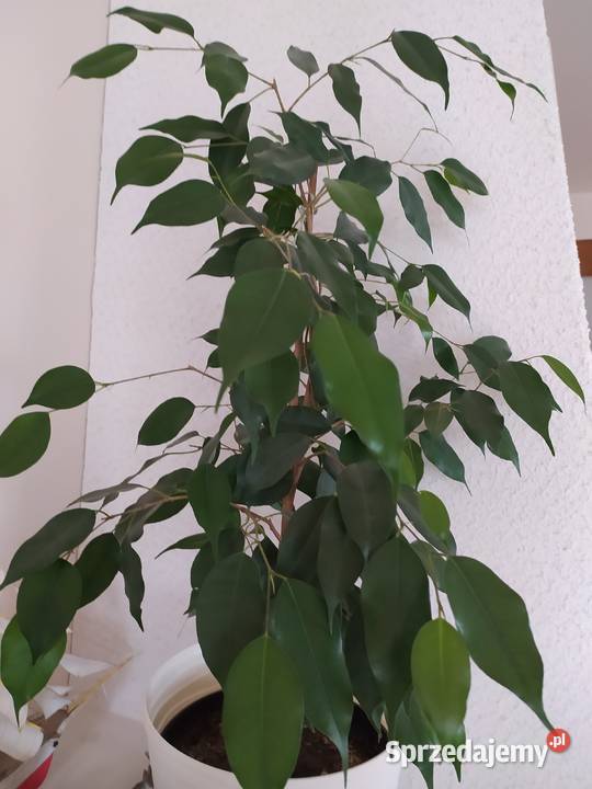 Figowiec benjamina Zamość