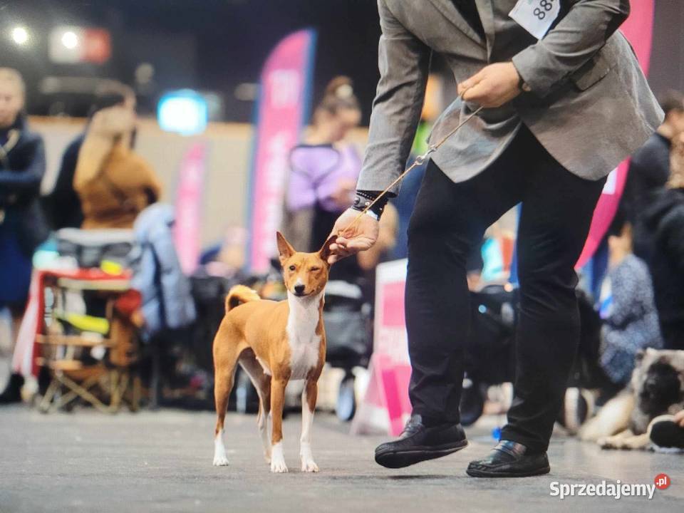 Basenji szczenięta Słupsk
