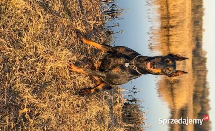 Doberman Typ Amerykański lekki Wyjątkowy samiec Zwierzęta Konin