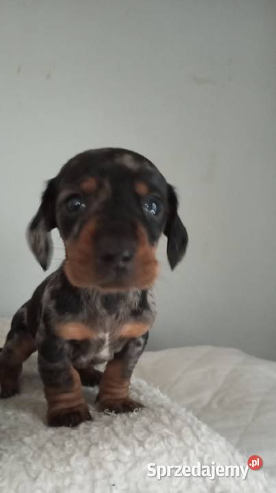 Jamnik miniaturowy merle Augustów sprzedam