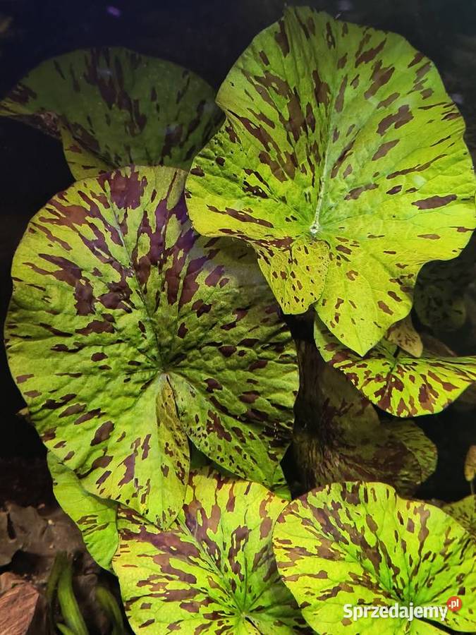 Roślina akwariowa lotos tygrysi Ryby Zgorzelec