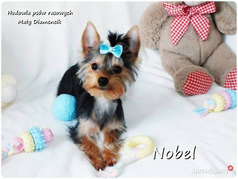 York Yorkshire Terrier Malutki Mini Piesek NOBEL York lubuskie Żary