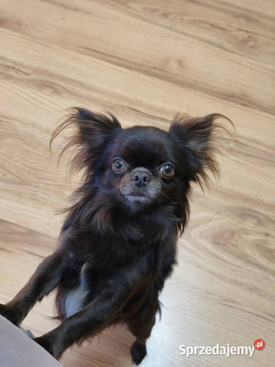 Długowłosy czekoladowy reproduktor chihuahua Świnoujście
