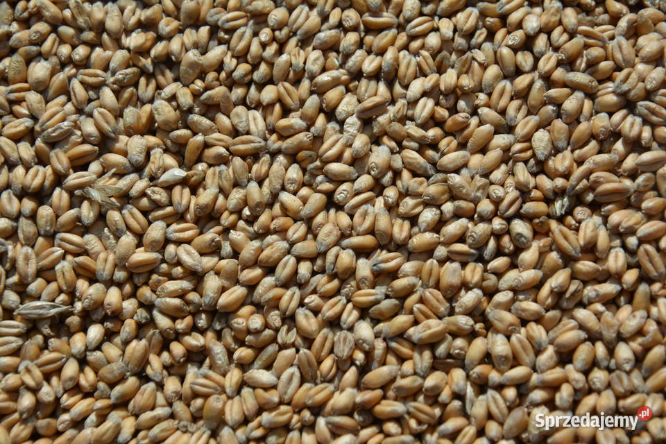 Pszenica Ozima 2025 Zboża Godowa sprzedam