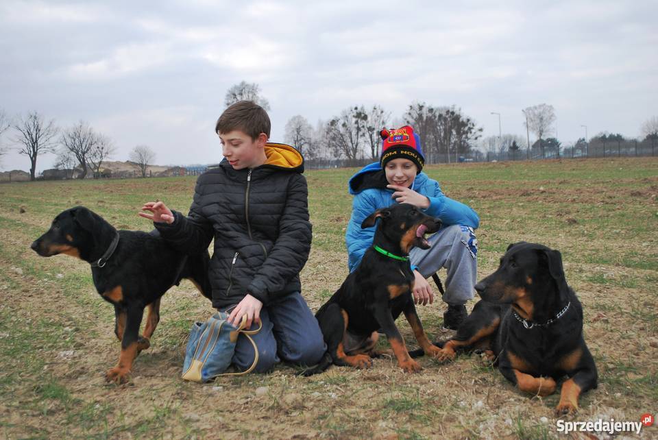 Owczarek francuski BEAUCERON SUCZKA Z DOSKONAŁYM