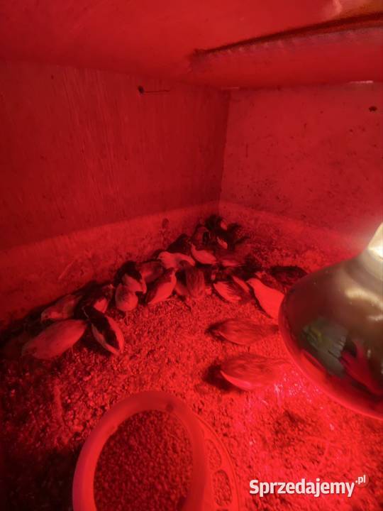 Sprzedam przepiórki chińskie Ptaki Wawrzeńczyce