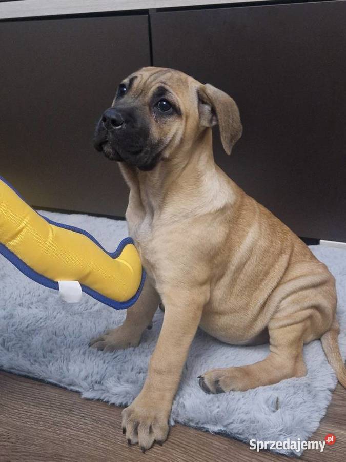 SPRZEDAM SZCZENIAKI CANE CORSO Lubartów