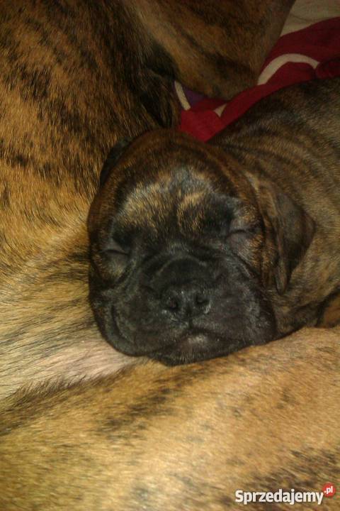 szczeniaki bokser Ostrów Wielkopolski