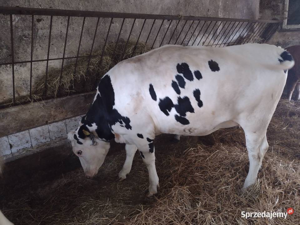 Jałówki łódzkie Opoczno