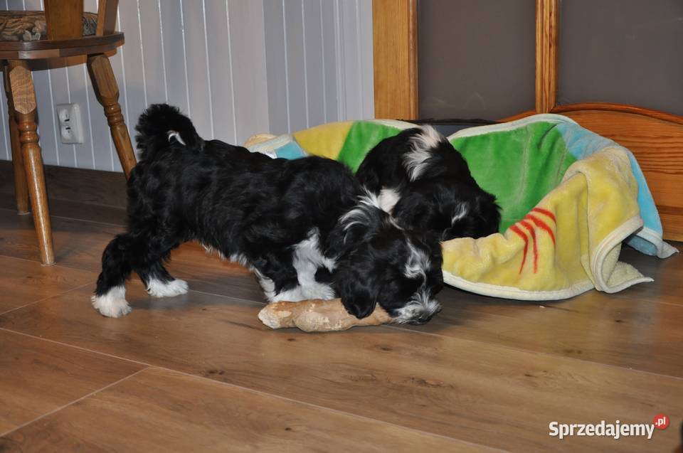 Terier Tybetański szczenięta Dona Sofia i Dżin mazowieckie sprzedam