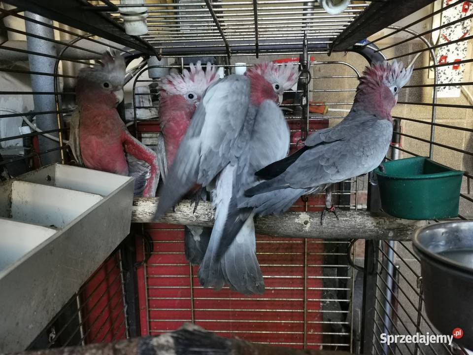 Kakadu Różowe Pisklaki do dalszego ręcznego