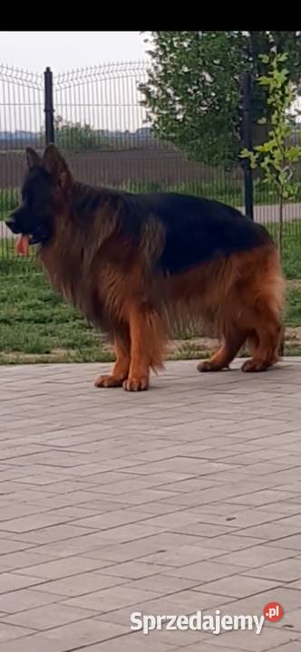 Owczarek niemiecki długowłosy Szczeniaki ZKwP Bielany Wrocławskie