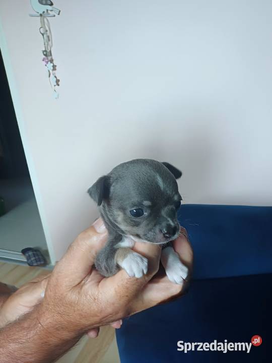 Niebieska Ziawjskowa Dziewczynka Chihuahua Zgierz