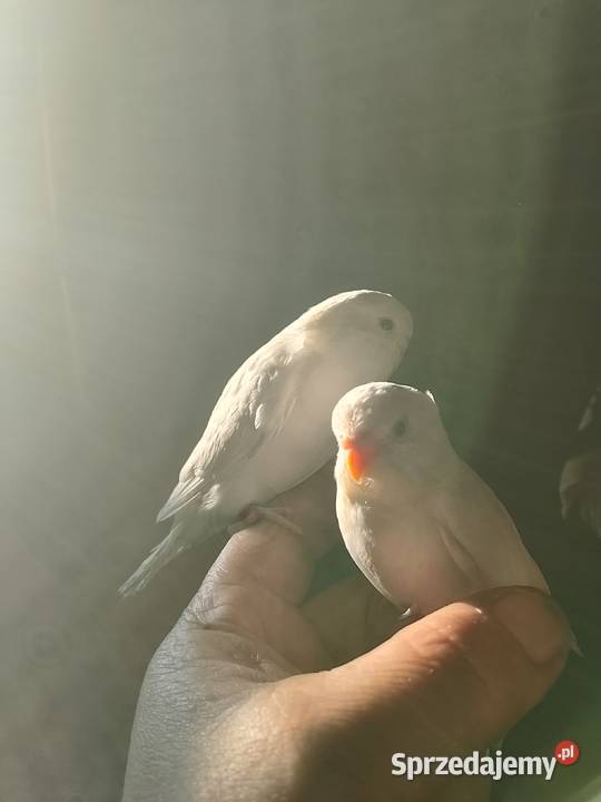 Sprzedam młode papugi faliste podkarpackie Jadachy