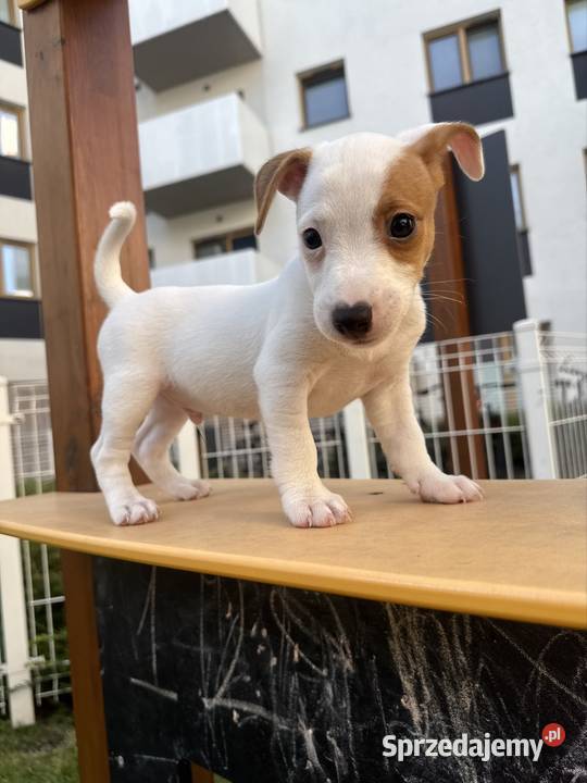Wyjątkowy Jack Russell Terrier Rodowód Pasja i Poznań sprzedam