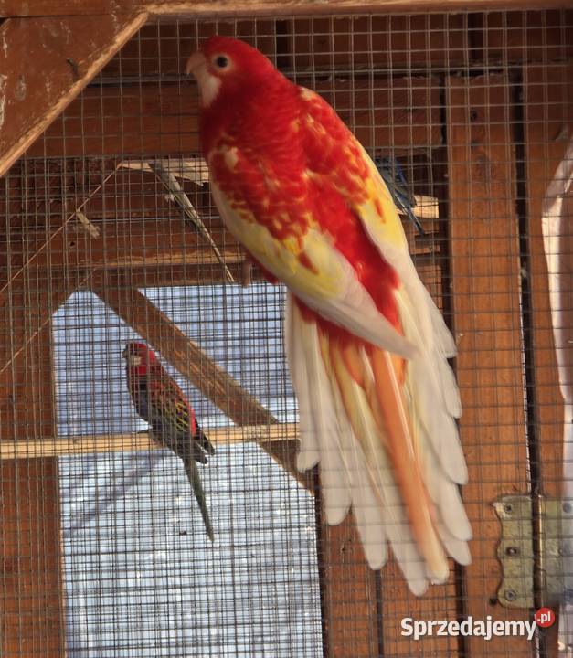 Sprzedam Rozelle białolica Landek