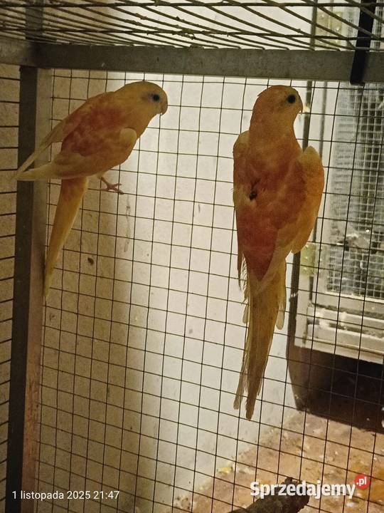 Pary łęgowe papug Rybnik