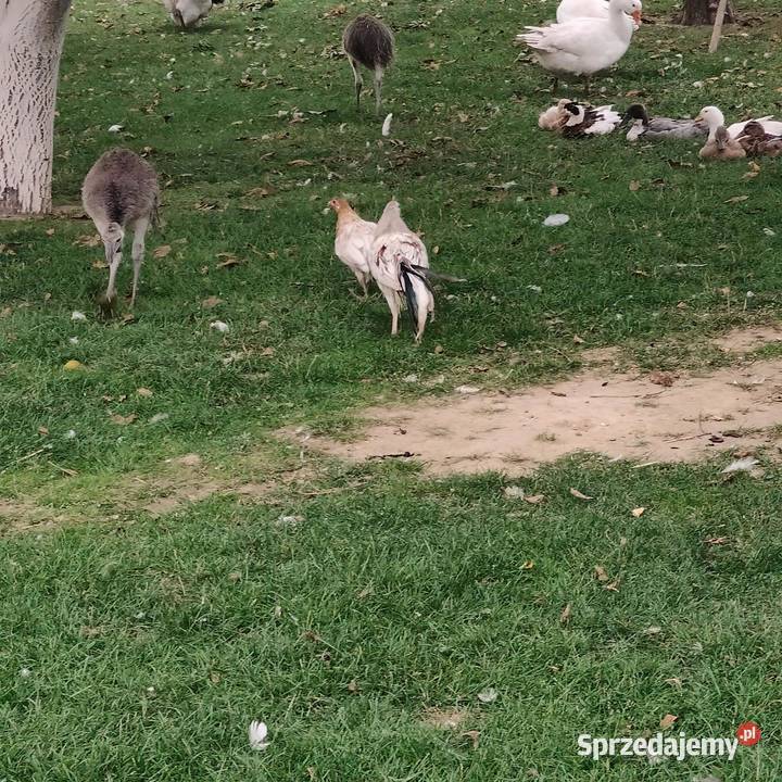 Kogut Feniks wielkopolskie Osieczna