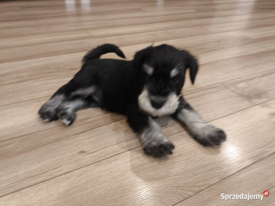 Sznaucer miniaturowy pieski mazowieckie Piaseczno