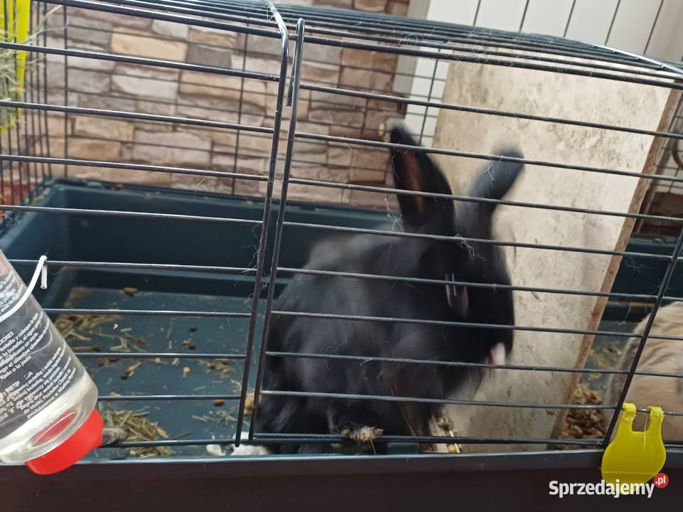 Króliki Miniaturki 2 sztuki z klatką wielkopolskie Koźmin Wielkopolski