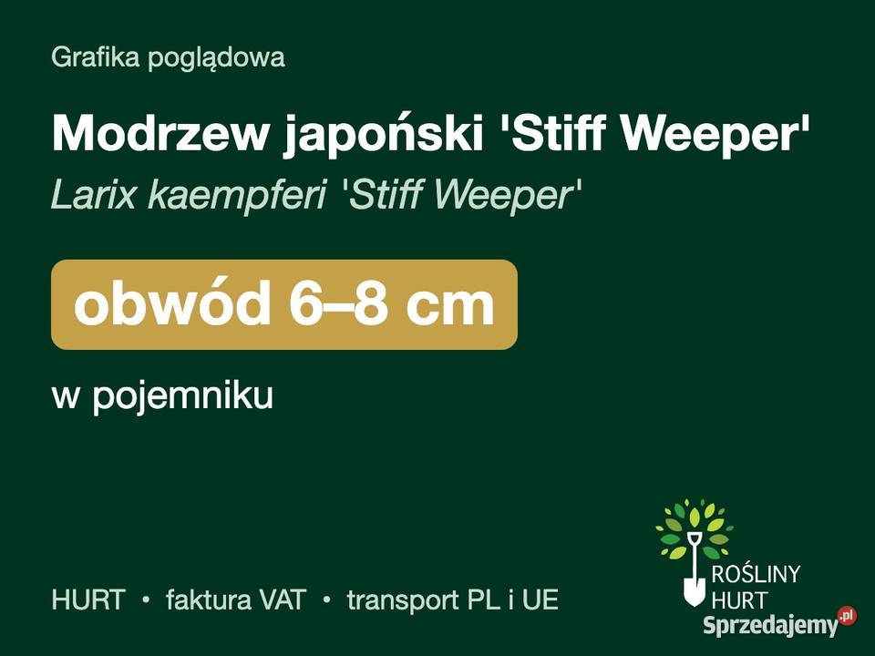 Modrzew japoński Stiff Weeper obwód 68 w
