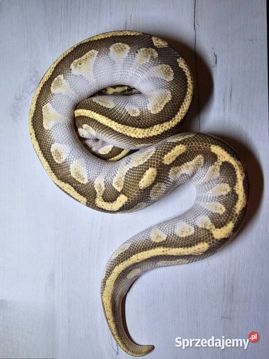 Pyton królewski python regius samiec dolnośląskie Wrocław