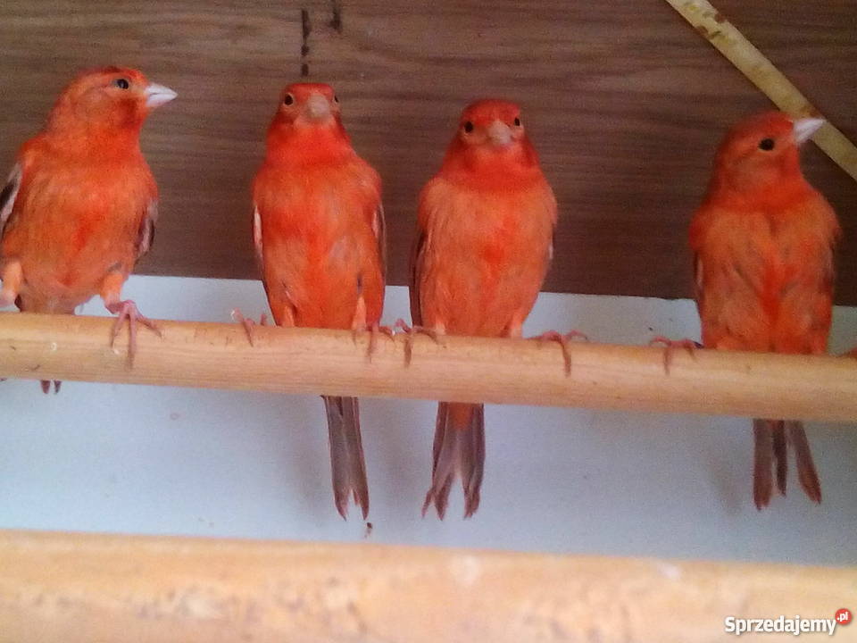 kanarki agaty 2017 Wołomin