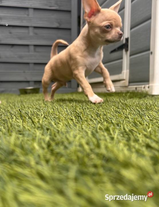 Chihuahua chłopcy mazowieckie Warszawa