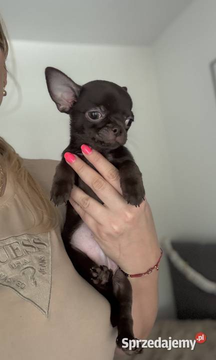 Chihuahua krótkowłosy czekoladowy piękny badania