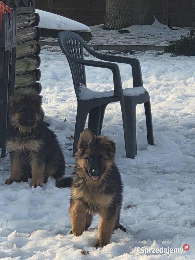 Owczarek niemiecki długowłosy szczeniak kujawsko-pomorskie Grudziądz sprzedam