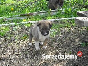szczeniaki mieszance husky Dąbrowa Tarnowska