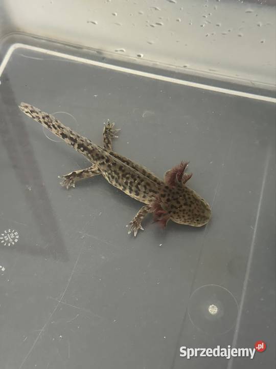 Axalotl Aksolotl Salamandra Meksykańska Płaz wielkopolskie sprzedam