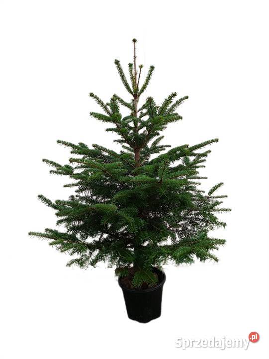 Choinki z plantacji z dostawą do domu Boże Narodzenie Dekoracje świąteczne Tarczyn