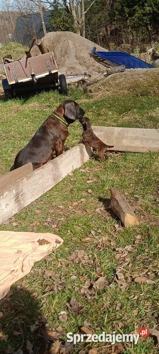 Szczeniaki Posokowca Hanowerskiego z rodowodami Jelenia Góra sprzedam